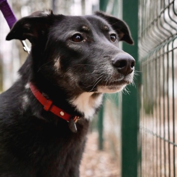 Собаки в добрые руки - Лилу