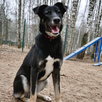 Собаки в добрые руки - Лилу - 1