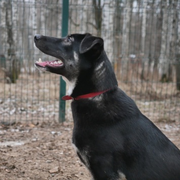 Собаки в добрые руки - Лилу - 2