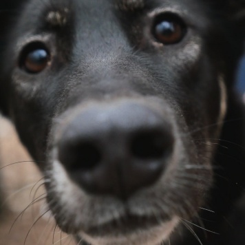 Собаки в добрые руки - Лилу - 3