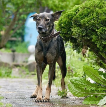Собаки в добрые руки - Мартышка
