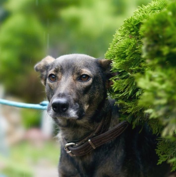 Собаки в добрые руки - Мартышка - 1