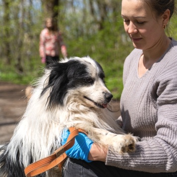 Собаки в добрые руки - Чубака - 1