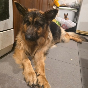 Щенки - Собаки в добрые руки