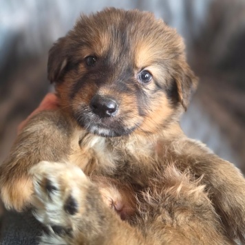 Собаки в добрые руки - Щенки - 1