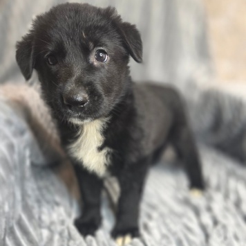 Собаки в добрые руки - Щенки - 2