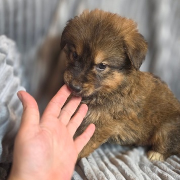 Собаки в добрые руки - Щенки - 3