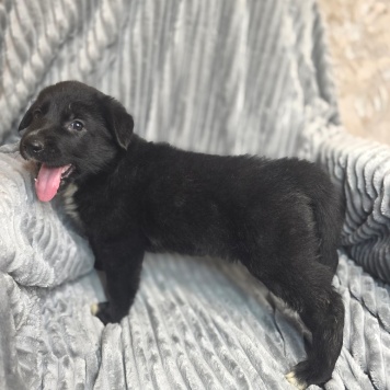 Собаки в добрые руки - Щенки - 4