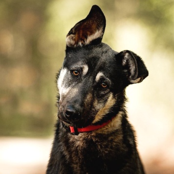 Собаки в добрые руки - Чейз
