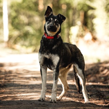 Собаки в добрые руки - Чейз - 1