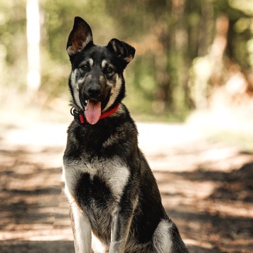 Собаки в добрые руки - Чейз - 2