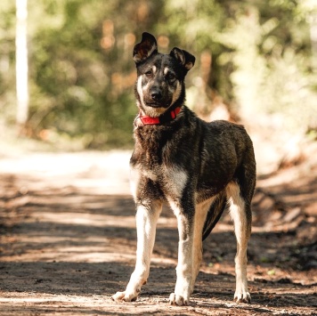 Собаки в добрые руки - Чейз - 3