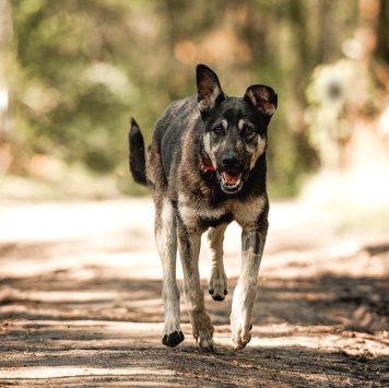 Собаки в добрые руки - Чейз - 4