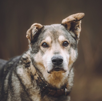 Собаки в добрые руки - Том