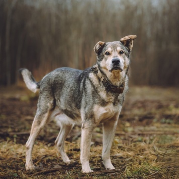 Собаки в добрые руки - Том - 1