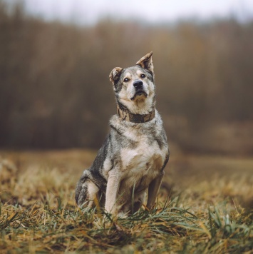 Собаки в добрые руки - Том - 2