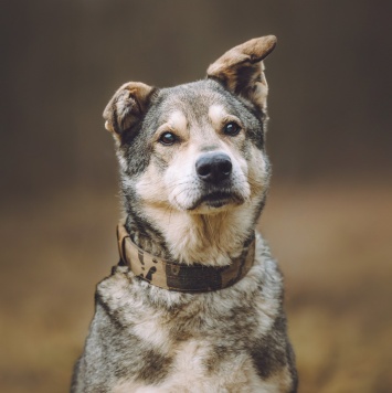 Собаки в добрые руки - Том - 3