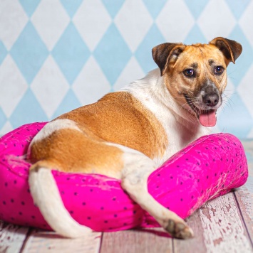 Герда - Собаки в добрые руки