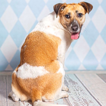 Собаки в добрые руки - Герда - 1