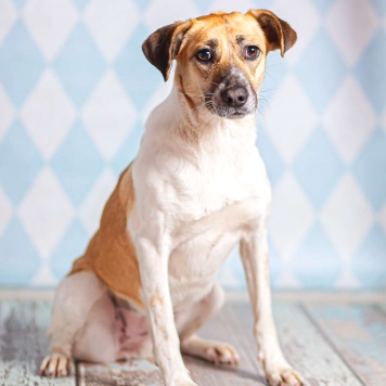 Собаки в добрые руки - Герда - 2