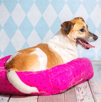 Собаки в добрые руки - Герда - 3