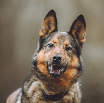 Собаки в добрые руки - Сильва