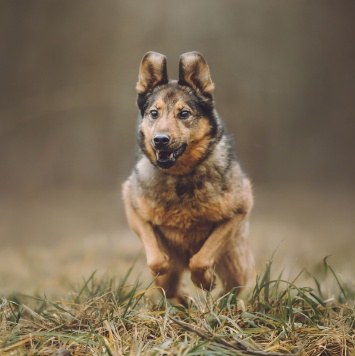 Собаки в добрые руки - Сильва - 1