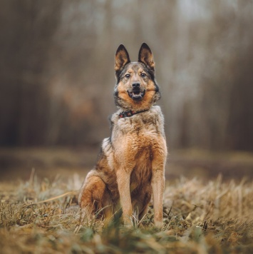 Собаки в добрые руки - Сильва - 2