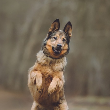 Собаки в добрые руки - Сильва - 3
