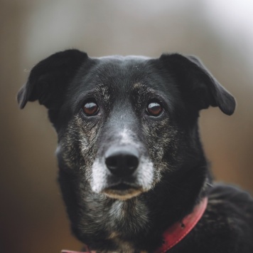 Собаки в добрые руки - Маруся