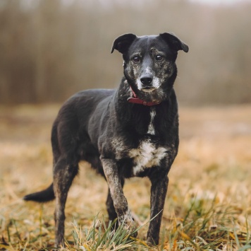 Собаки в добрые руки - Маруся - 1