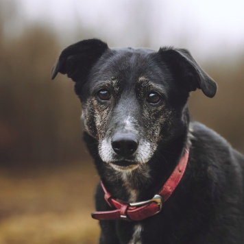 Собаки в добрые руки - Маруся - 2