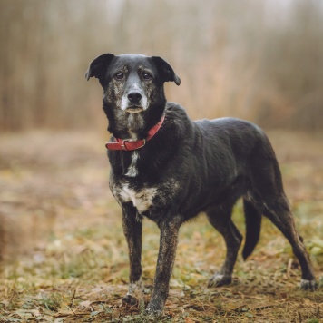Собаки в добрые руки - Маруся - 3