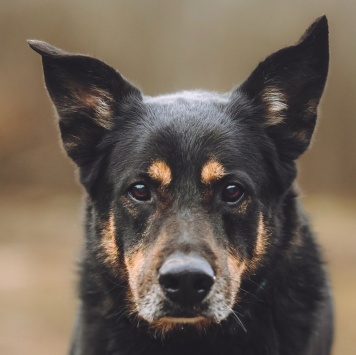 Собаки в добрые руки - Макс