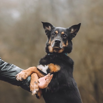 Собаки в добрые руки - Макс - 1