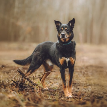Собаки в добрые руки - Макс - 2
