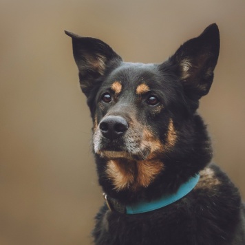 Собаки в добрые руки - Макс - 3