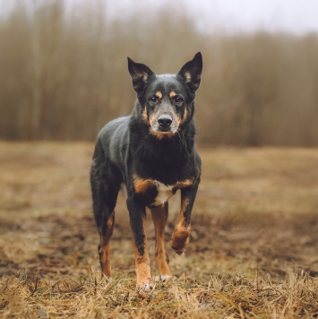 Собаки в добрые руки - Макс - 4