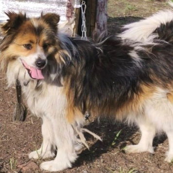 Собаки в добрые руки - УлыбайкА - 1