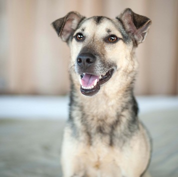 Собаки в добрые руки - Гектор