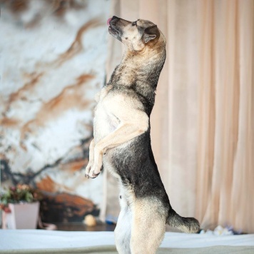 Собаки в добрые руки - Гектор - 1