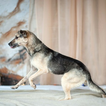 Собаки в добрые руки - Гектор - 2