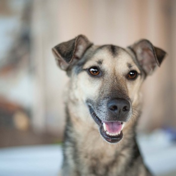 Собаки в добрые руки - Гектор - 3