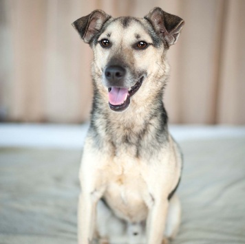 Собаки в добрые руки - Гектор - 4