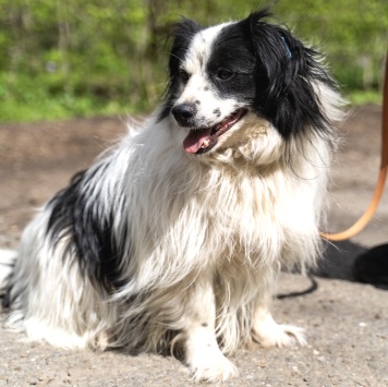 Собаки в добрые руки - Чубака