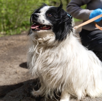 Собаки в добрые руки - Чубака - 1