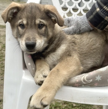 Собаки в добрые руки - Барон