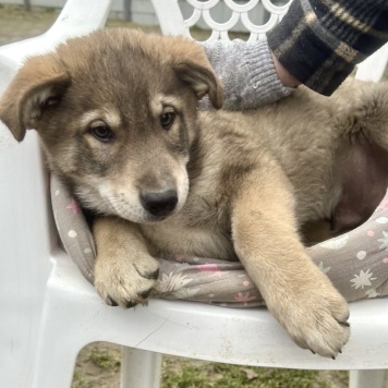 Собаки в добрые руки - Барон - 1