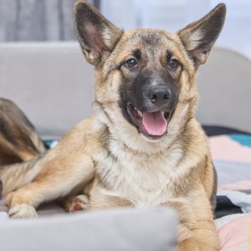 Собаки в добрые руки - Молли