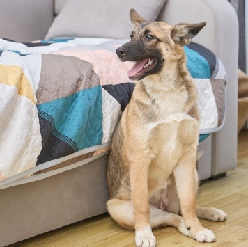 Собаки в добрые руки - Молли - 1